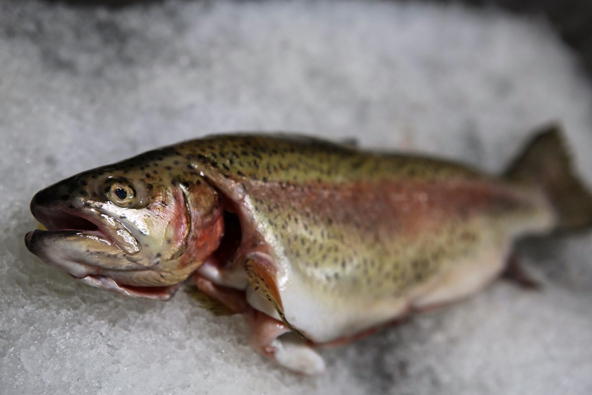 McFarland Springs Rainbow Trout